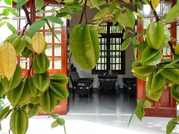 Trồng Khế Trước Nhà: Phong Thủy, Ý Nghĩa Và Cách Trồng Gallery 1