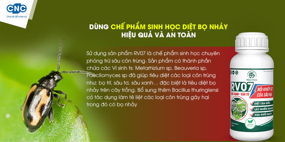 Cách Diệt Bọ Nhảy Hiệu Quả Gallery 2