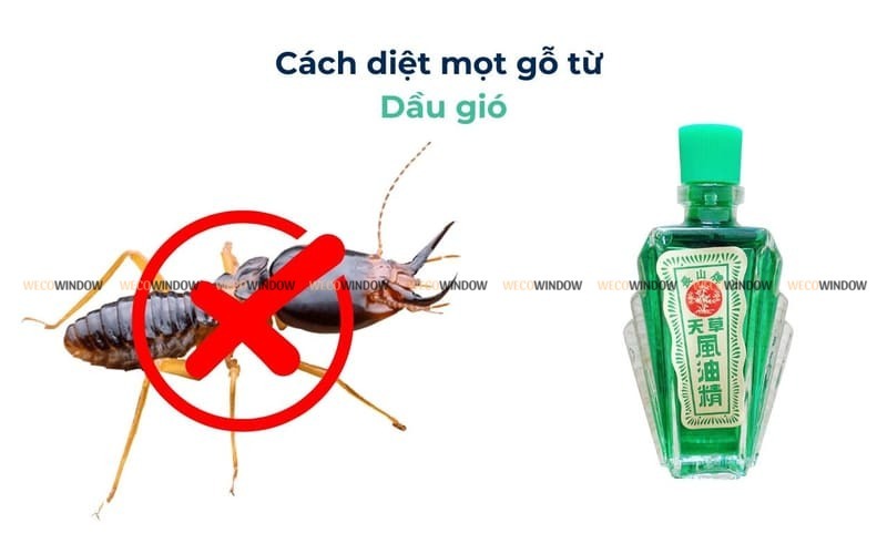 Cách Trị Mọt Gỗ Kêu Gallery 1