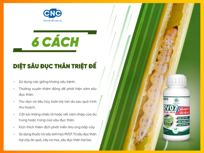 Cách Diệt Sâu Đục Thân Hiệu Quả Gallery 1