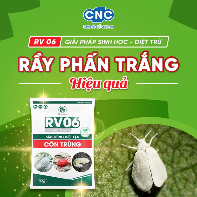 Cách Trị Rầy Trắng Hiệu Quả Gallery 2