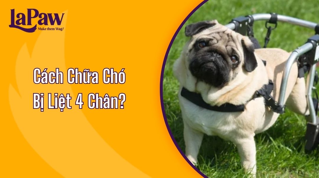 Cách Chữa Chó Bị Liệt 4 Chân Gallery 2