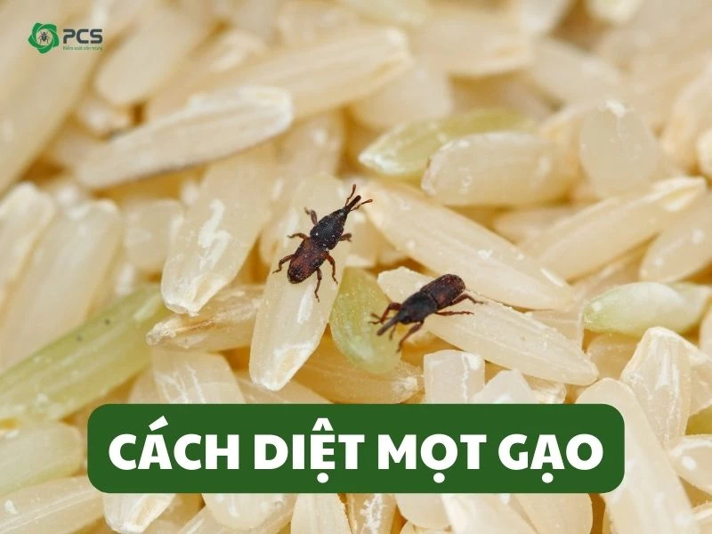 Cách Trị Mọt Thóc Hiệu Quả Gallery 2