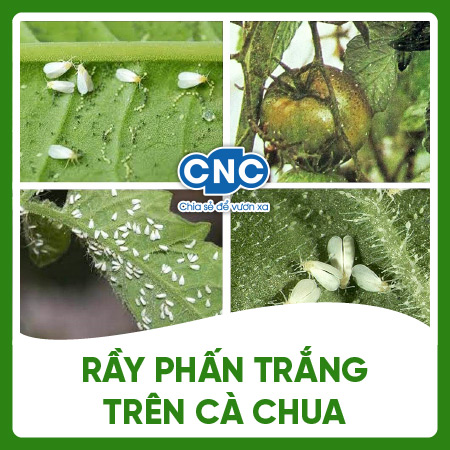 Cách Trị Rầy Trắng Hiệu Quả Gallery 1