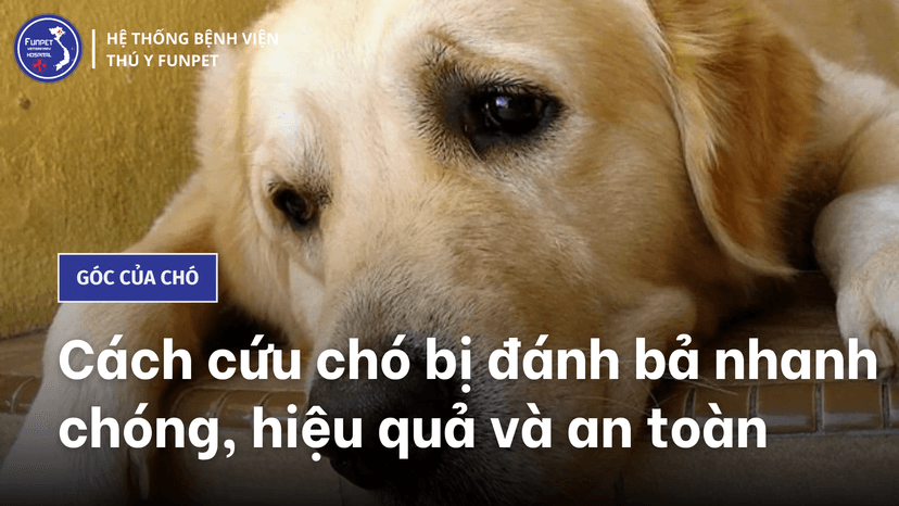 Cách Đánh Bả Chó Gallery 1