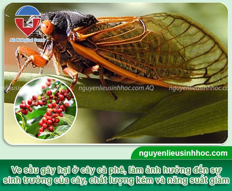 Cách Đuổi Ve Sầu Hiệu Quả Gallery 1