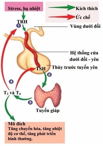 Định lượng TRAB là gì? Gallery 1
