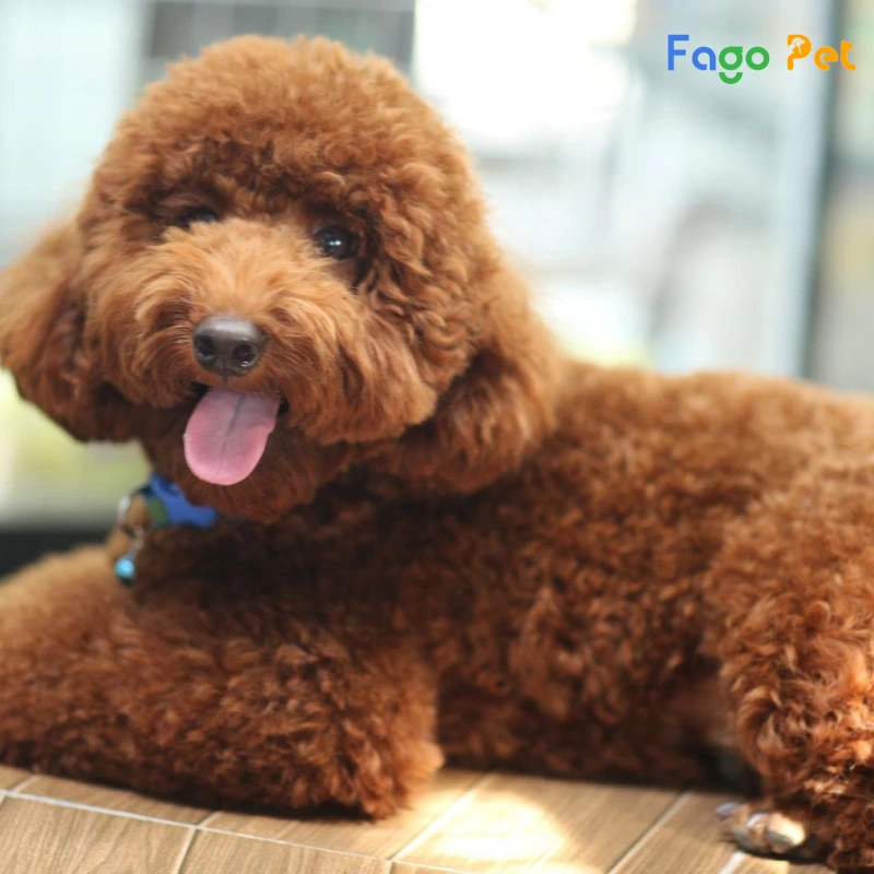 Poodle Bao Nhiêu Tiền?