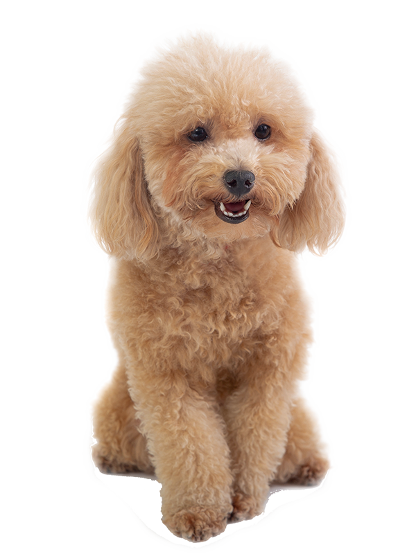 Poodle Bao Nhiêu Tiền? Gallery 2