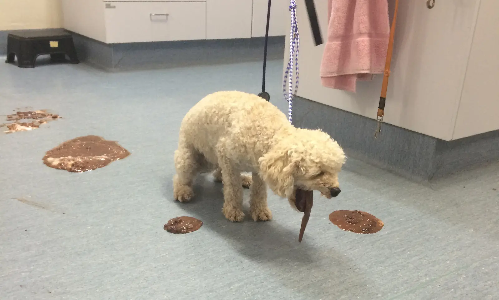 Poodle bị tiêu chảy: Nguyên nhân, triệu chứng và cách điều trị