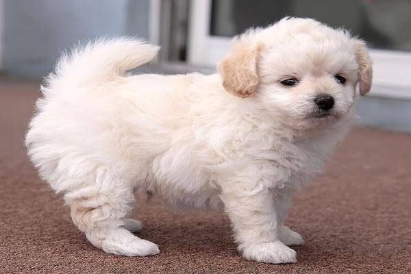 Poodle lai Nhật trưởng thành