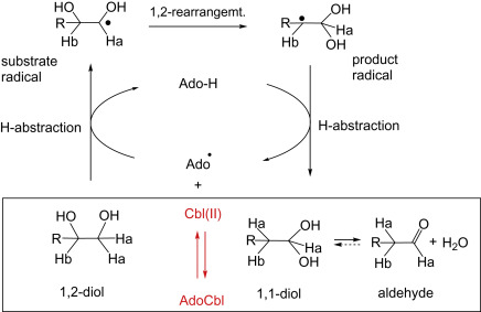 Phản ứng Propan-1,2-diol với Cu(OH)2