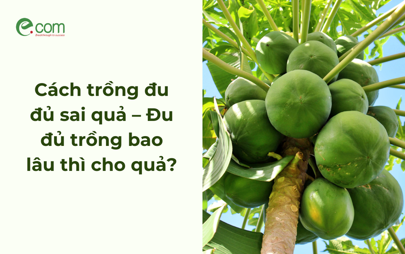 Quả đu đủ bao lâu thì chín?