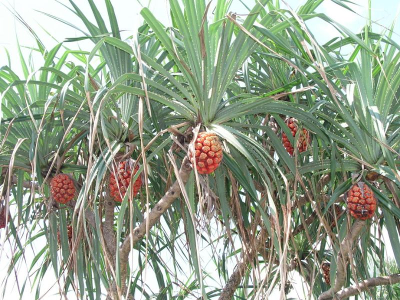 Quả Dứa Dại Tươi