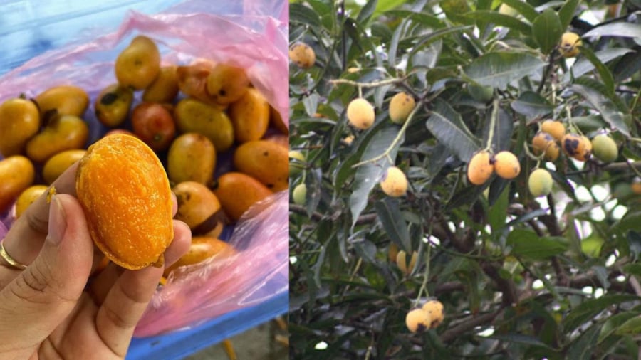 Quả Giống Xoài Nhỏ: Chọn Giống Xoài Thu Nhỏ Hiệu Quả