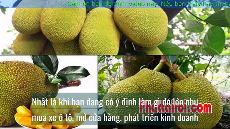 Quả mít là số mấy? Gallery 2