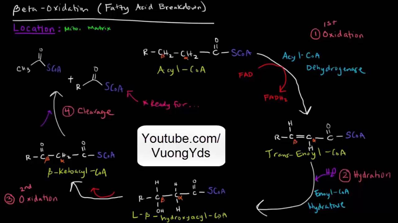Quá trình Beta Oxy hóa Acid Béo