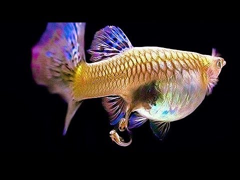 Lòng Đẻ Cá Bảy Màu: Hướng Dẫn Chi Tiết & Kinh Nghiệm Chăm Sóc Gallery 2