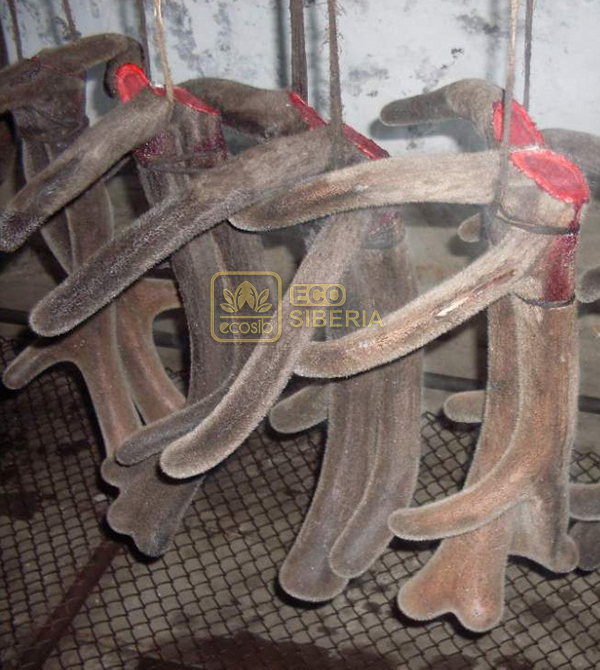 Cắt nhung hươu có đau không? Gallery 2