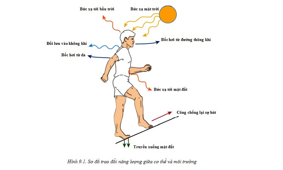 Trao đổi chất và chuyển hóa năng lượng là gì? Gallery 2
