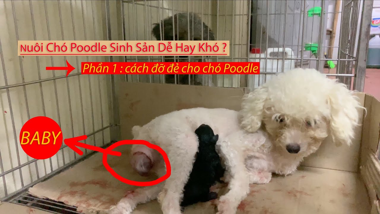 Cách đỡ đẻ cho chó Poodle Gallery 2