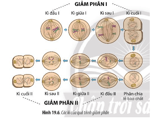 Quá Trình Giảm Phân Là Gì?