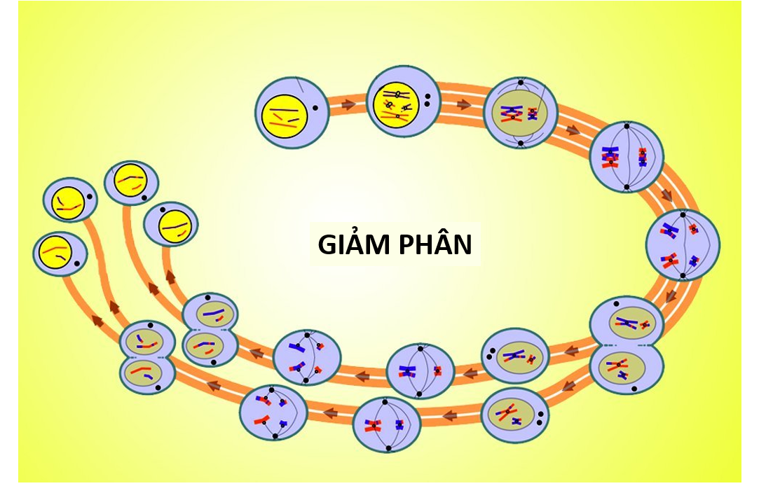 Giảm phân xảy ra ở tế bào nào? Gallery 1
