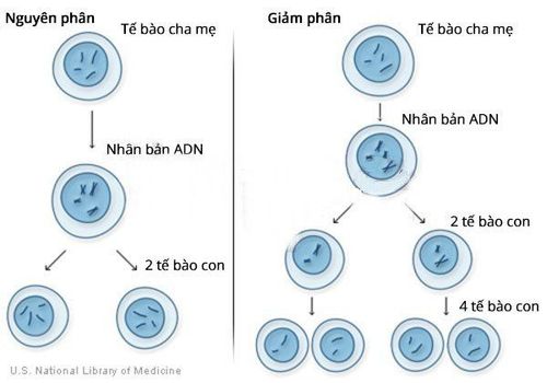Quá trình giảm phân xảy ra ở loại tế bào nào? Gallery 2