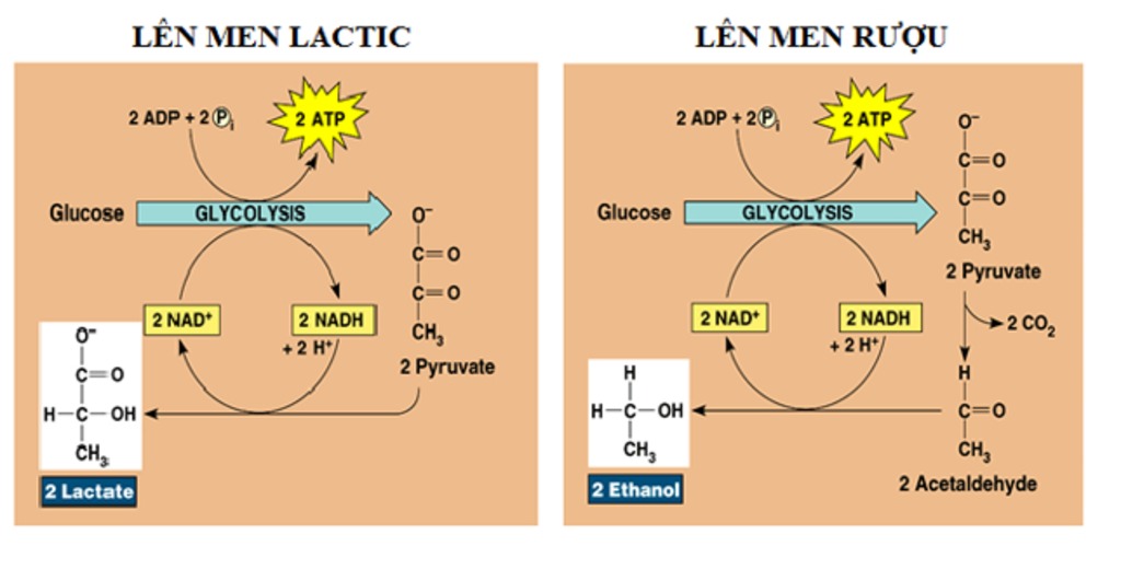 Quá trình chuyển đổi Ethanol thành Acetic Acid Gallery 1