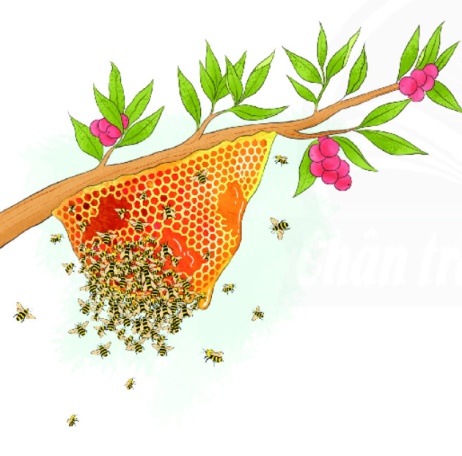 Ong xây tổ như thế nào? Bài đọc hiểu lớp 3 Gallery 1