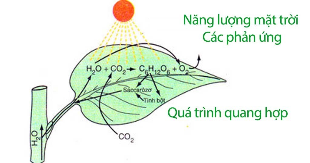 Quang hợp là gì? Gallery 1