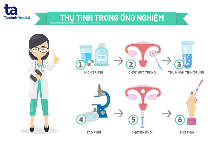 Quá Trình Thụ Tinh Ống Nghiệm (IVF)