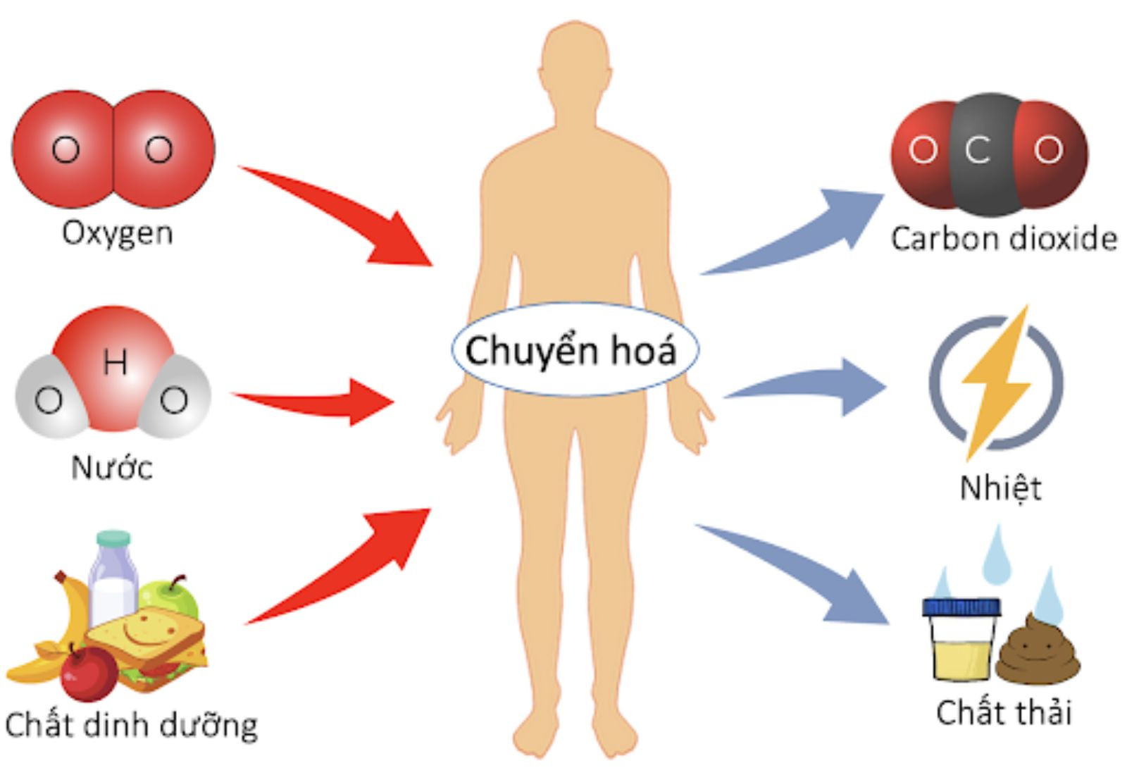Trao đổi chất và chuyển hóa năng lượng là gì? Gallery 1
