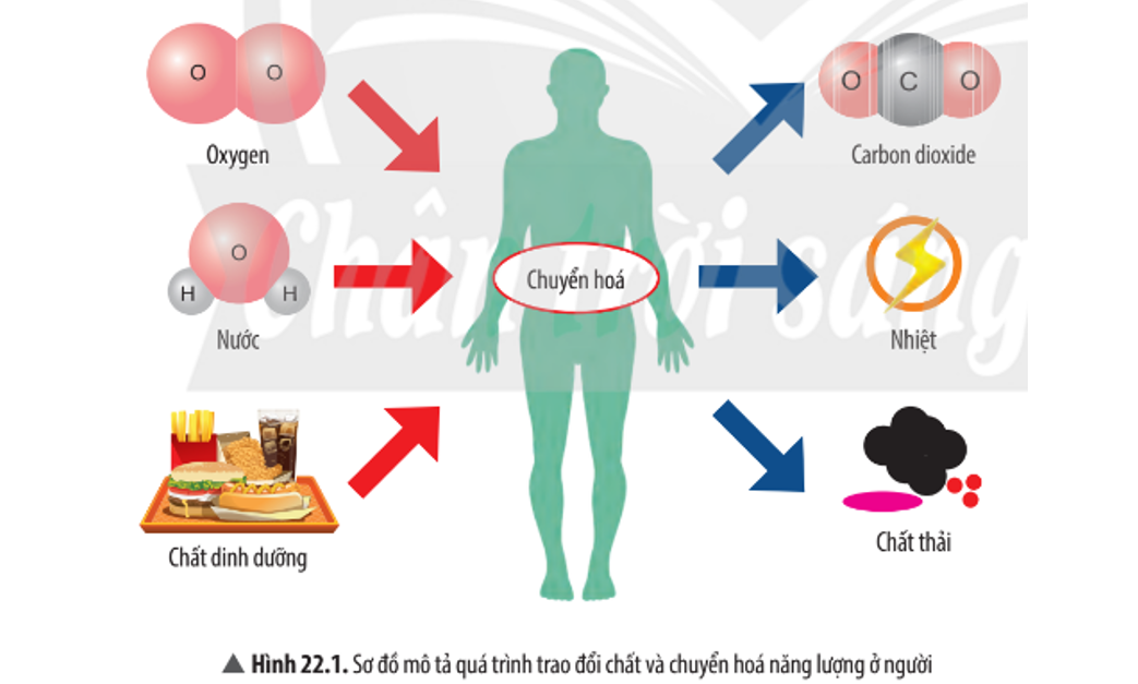 Vai trò của quá trình trao đổi chất và chuyển hóa năng lượng đối với cơ thể sinh vật