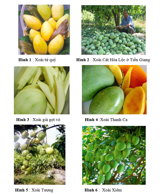 Quả Xoài Có Hình Gì?