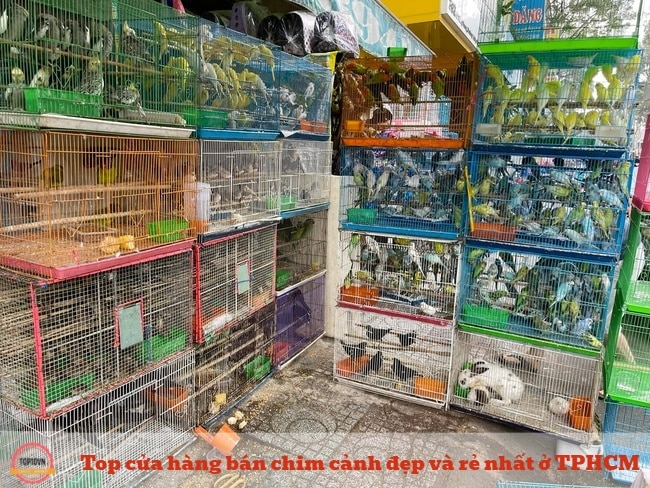 Quán Chim Cảnh Gần Đây