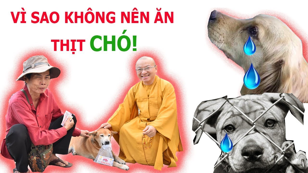 Sư ăn thịt chó Gallery 2