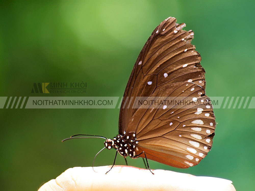 Bướm đậu trên bàn thờ: Điềm báo tốt hay xấu? Gallery 2