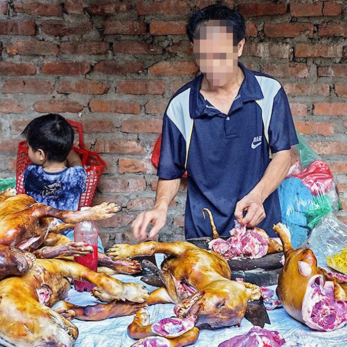 Ăn thịt chó có tác dụng gì? Gallery 2