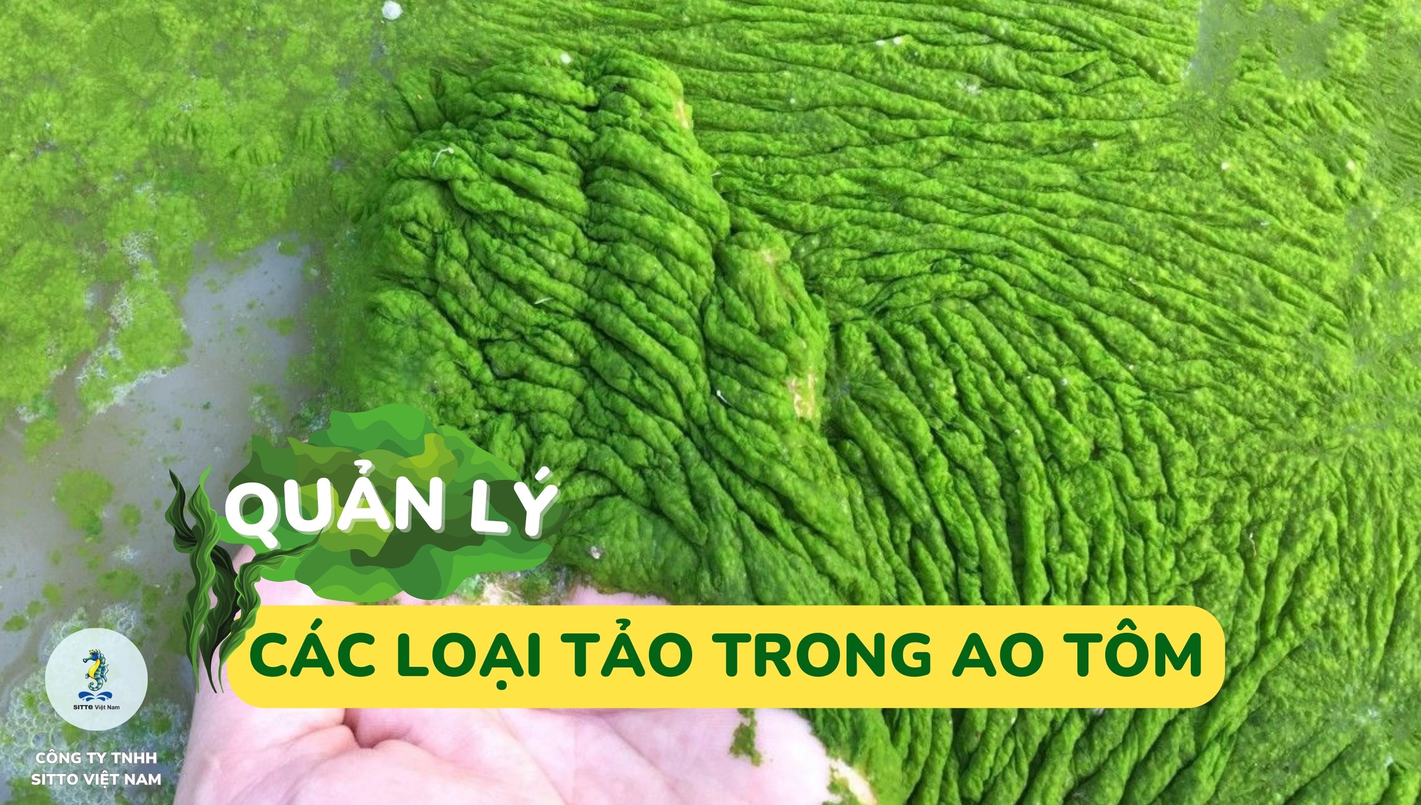 Các Loại Tảo Trong Ao Nuôi Tôm Gallery 2
