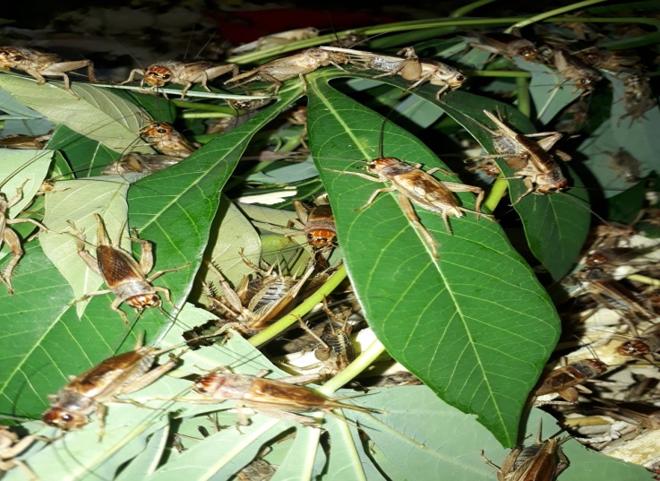 Mô Hình Nuôi Dế Thương Phẩm Hiệu Quả, Lợi Nhuận Cao Gallery 2