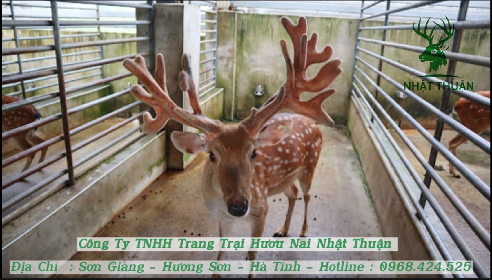 Cách Làm Chuồng Nuôi Hươu Lấy Nhung Hiệu Quả Gallery 2