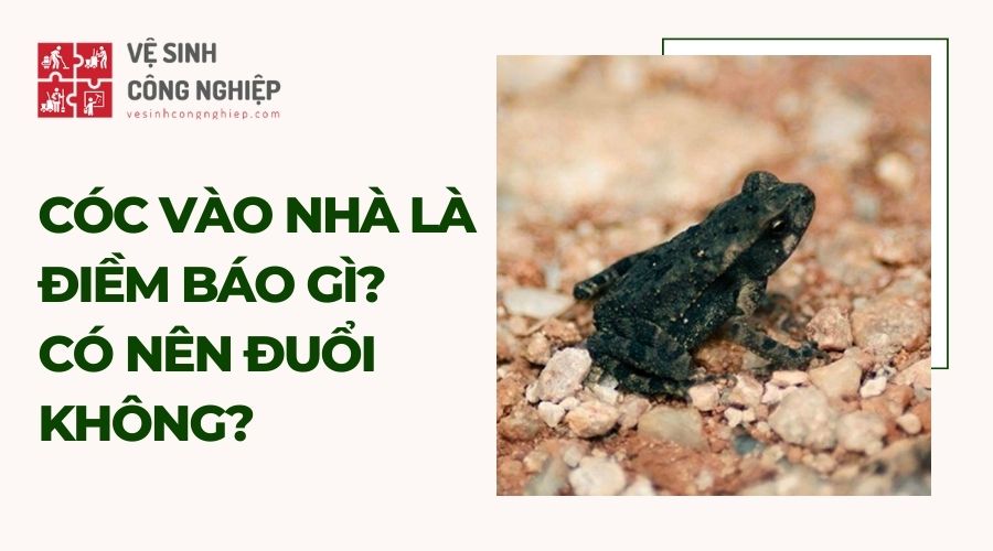 Cóc vào nhà ở tốt hay xấu? Gallery 1
