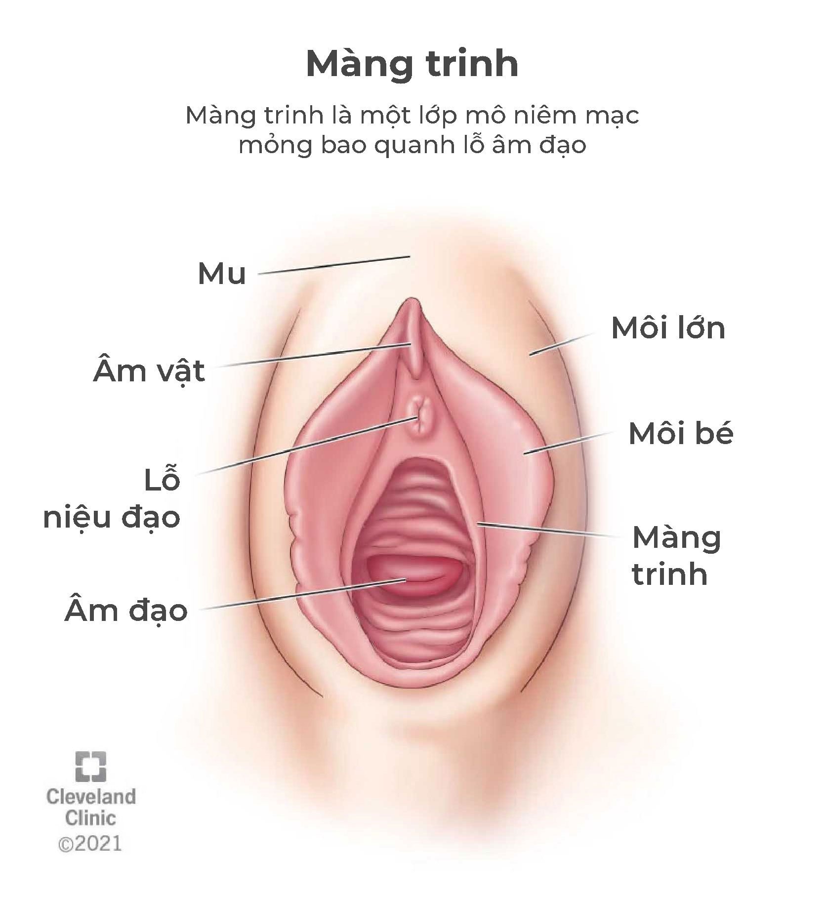 Màng Trinh Cách Mấy Cm? Gallery 2