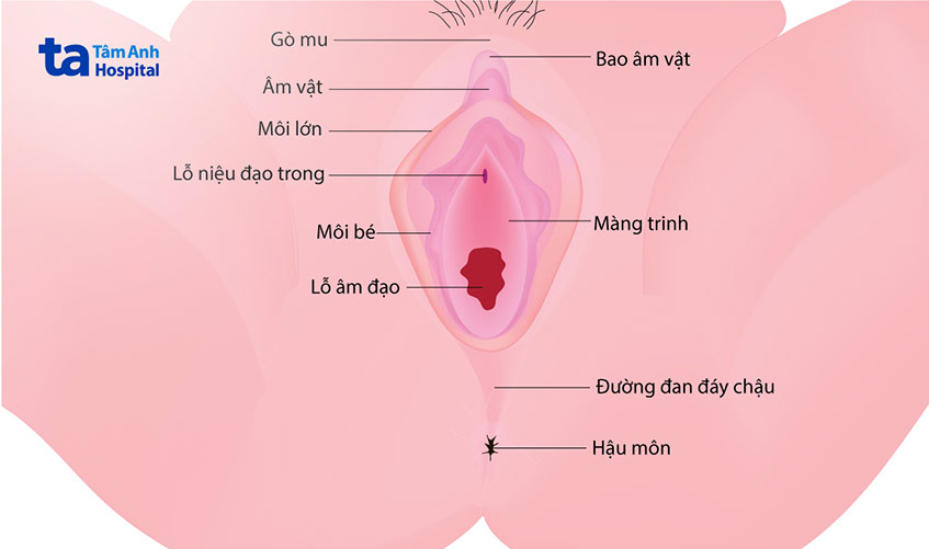 Tỷ lệ phụ nữ không có màng trinh Gallery 2