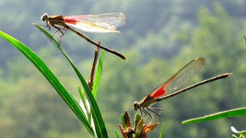 Những Kinh Nghiệm Dân Gian Dự Đoán Thời Tiết Chính Xác Gallery 1
