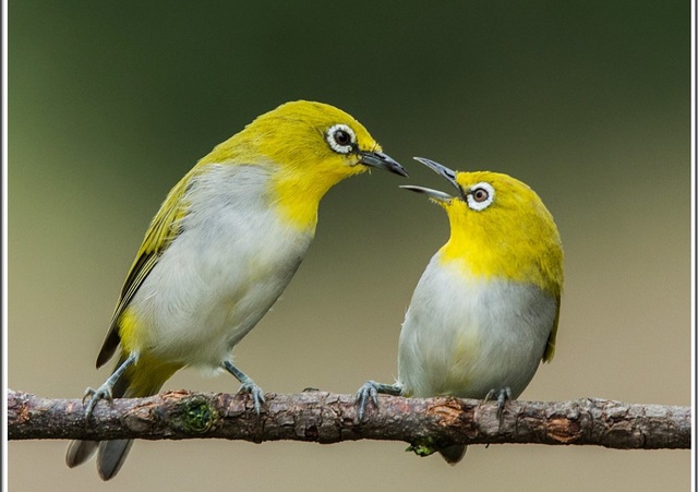 Cách Phân Biệt Khuyên Trống Mái Gallery 1