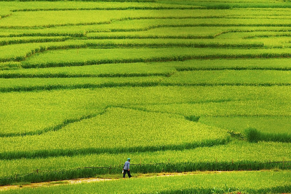 Quang cảnh là gì?