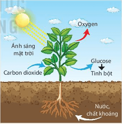 Quang hợp là gì? Quá trình kỳ diệu của thực vật