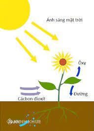 Quang hợp là gì?
